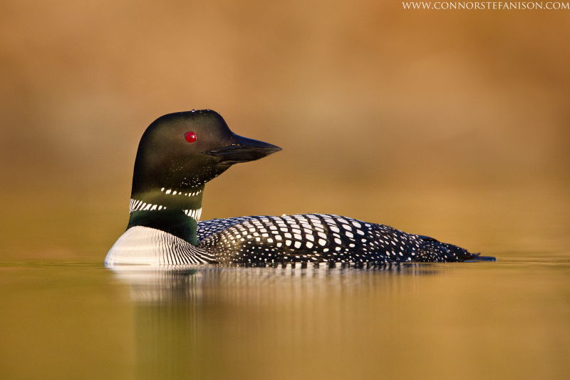 common loon drawing. tattoo DOWNLOAD: Common Loon